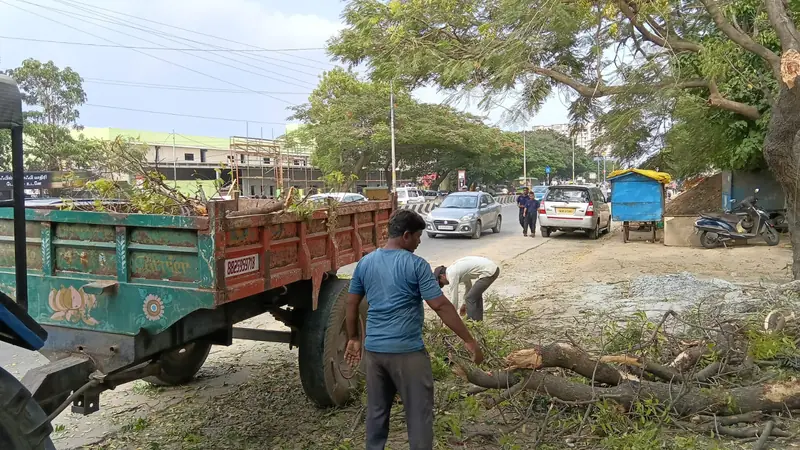 Workers clearing cut tree branches next to a tractor trailer in Coimbatore